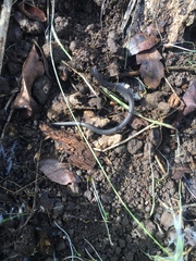 Batrachoseps gregarius