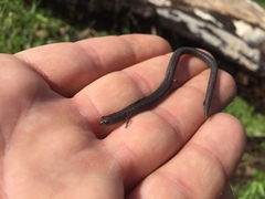 Batrachoseps gregarius