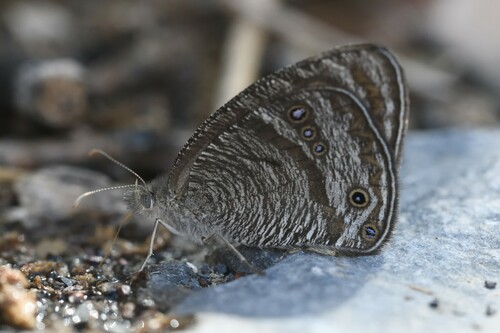 Ypthima bolanica