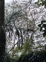 Cavanillesia platanifolia