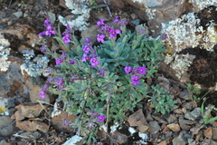 Boechera breweri breweri