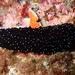 Atlantic Black Sea Cucumber - Photo (c) Sylvain Le Bris, some rights reserved (CC BY-NC), uploaded by Sylvain Le Bris