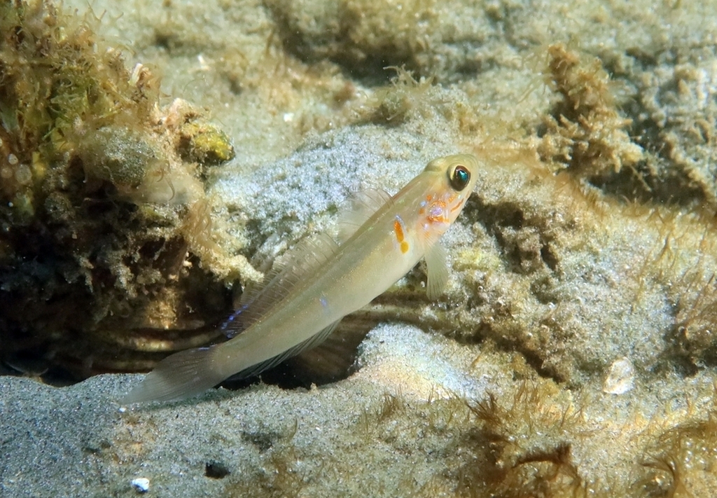 Balboa Goby