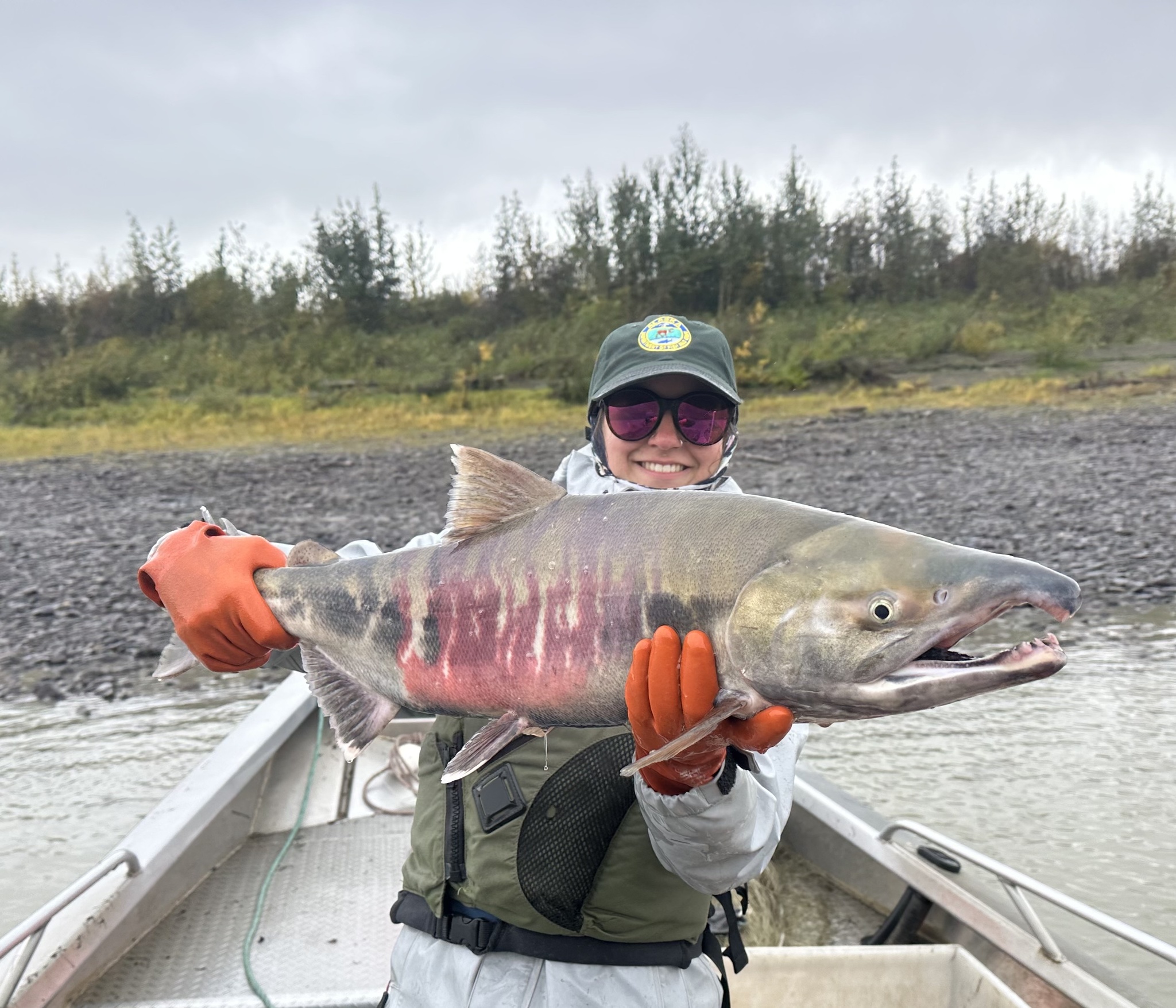 Chum Salmon, Oncorhyncus keta