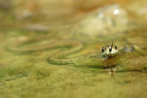 Banded Grass Snake, Natrix helvetica