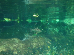 Sphaeramia orbicularis