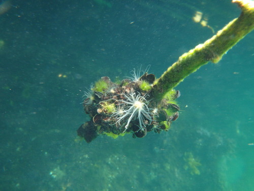 Jellyfish-eating anemone