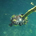 Entacmaea medusivora - Photo (c) pangolinzen, osa oikeuksista pidätetään (CC BY-NC), lähettänyt pangolinzen