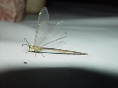 Myrmeleontidae