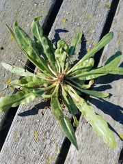 Camissoniopsis micrantha