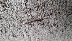 Cleidogona