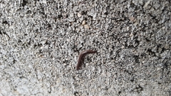 Cleidogona