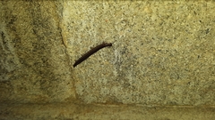 Cleidogona