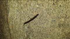 Cleidogona