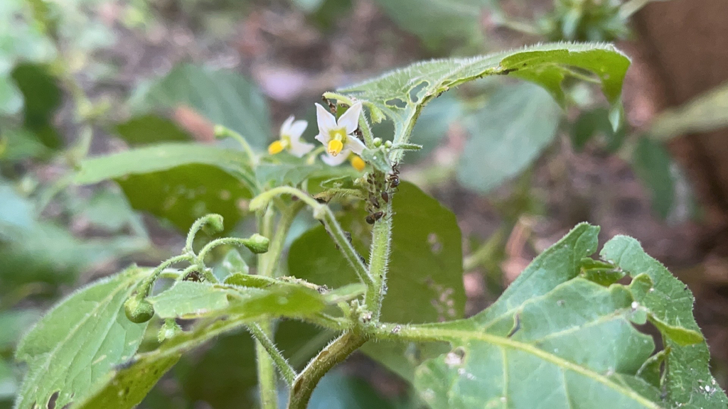 black nightshade from New York on September 12, 2023 at 03:49 PM by ...