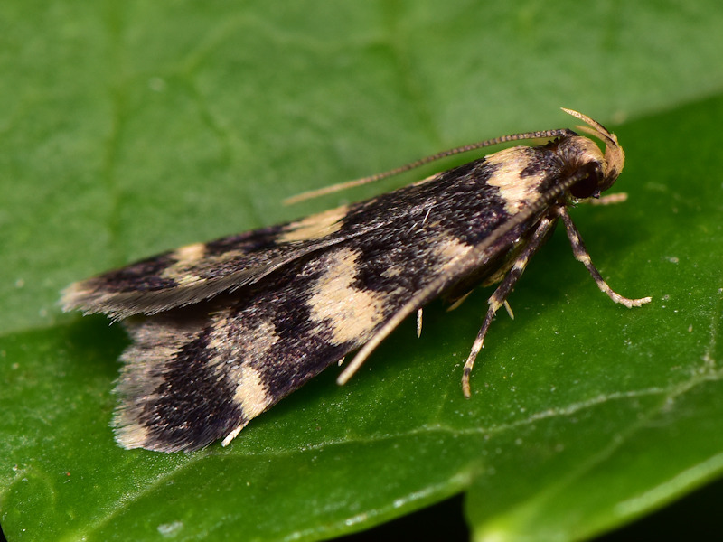 Oegoconia