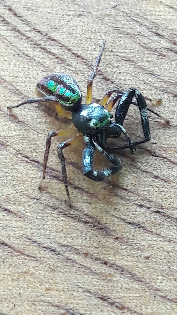 Lurio conspicuus