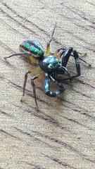 Lurio conspicuus
