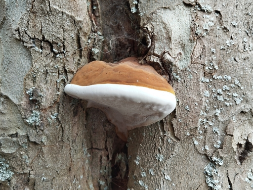 Ganoderma adspersum