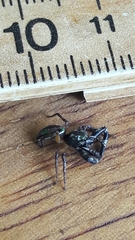 Lurio conspicuus