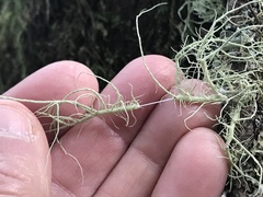 Usnea ceratina