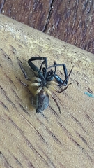 Lurio conspicuus
