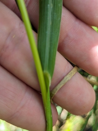 Image of Echinochloa muricata by (c) Tom Sisan, some rights reserved (CC BY-SA)