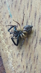 Lurio conspicuus