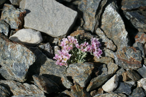Hormathophylla purpurea, photograph 6