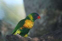 Marigold Lorikeet photo 2