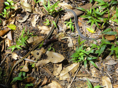 Dendrelaphis caudolineatus