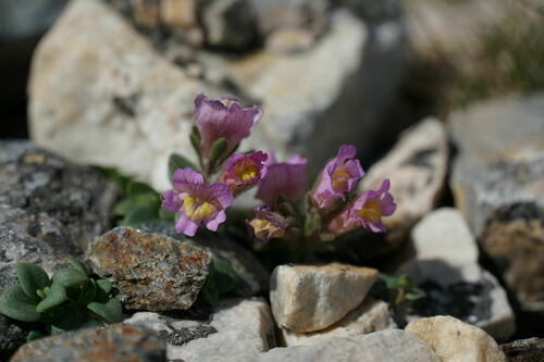 Chaenorhinum glareosum, photograph 5