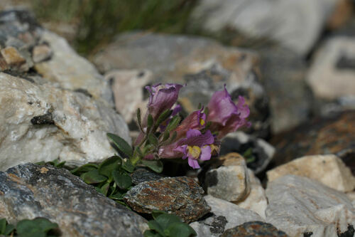 Chaenorhinum glareosum, photograph 6