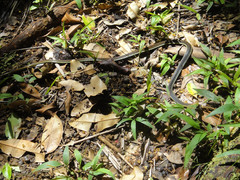 Dendrelaphis caudolineatus