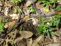 Dendrelaphis caudolineatus