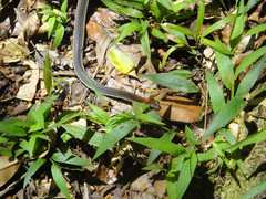 Dendrelaphis caudolineatus