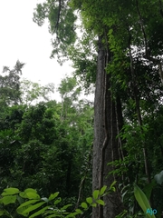 Caryocar costaricense