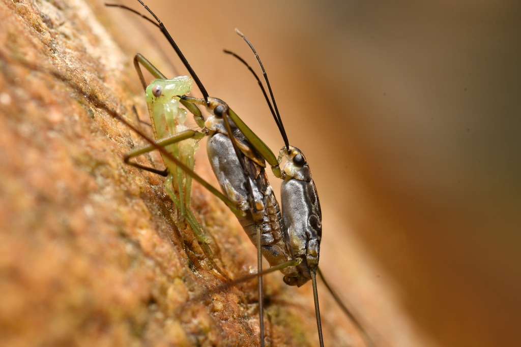 Rhyacobates chinensis