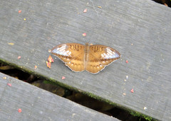 Tanaecia godartii