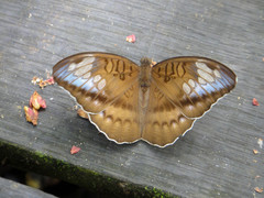 Tanaecia godartii