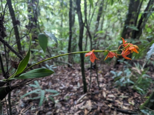 Prosthechea vitellina, photograph 3