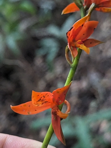 Prosthechea vitellina, photograph 4