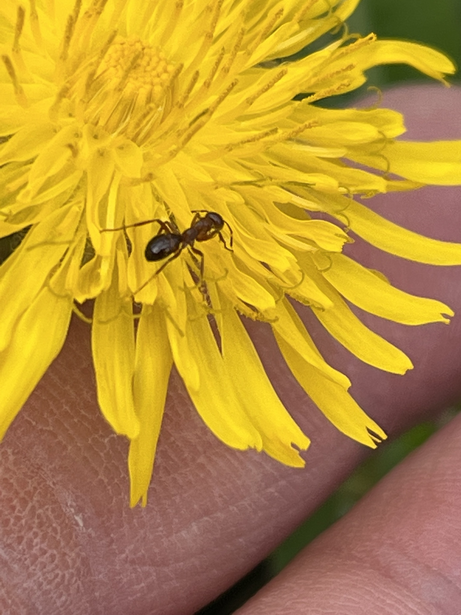 Formica limata