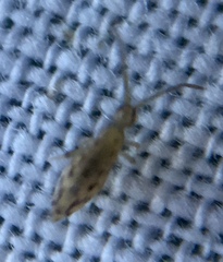 Entomobrya intermedia