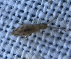 Entomobrya intermedia