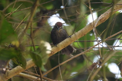 Cantorchilus semibadius