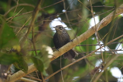 Cantorchilus semibadius