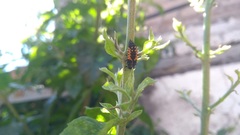 Harmonia axyridis