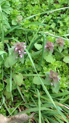 Lamium purpureum purpureum