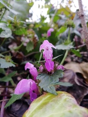 Lamium maculatum